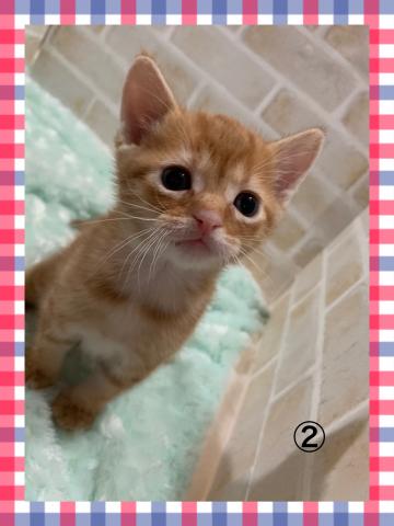 マンチカン足長