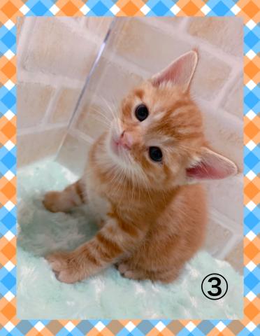 マンチカン足長