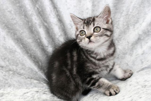 スコティッシュフォールド