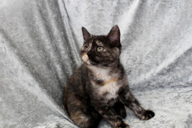 スコティッシュフォールド