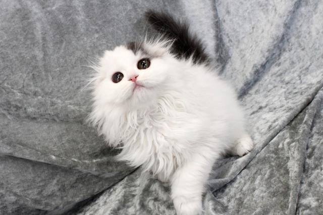 スコティッシュフォールド