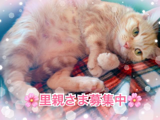 アメリカンショートヘアー☆里親募集☆