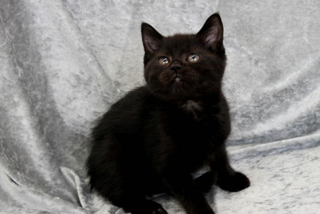 スコティッシュフォールド