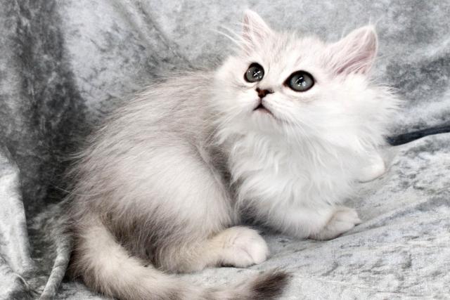 ペルシャ・ヒマラヤン