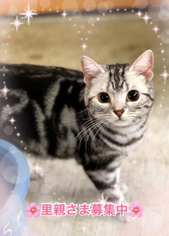 アメリカンショートヘアー☆里親募集☆