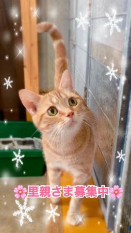 アメリカンショートヘアー☆里親募集☆