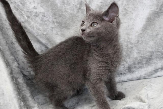 ロシアンブルー