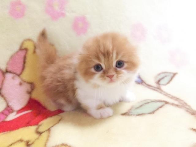 スコティッシュフォールド