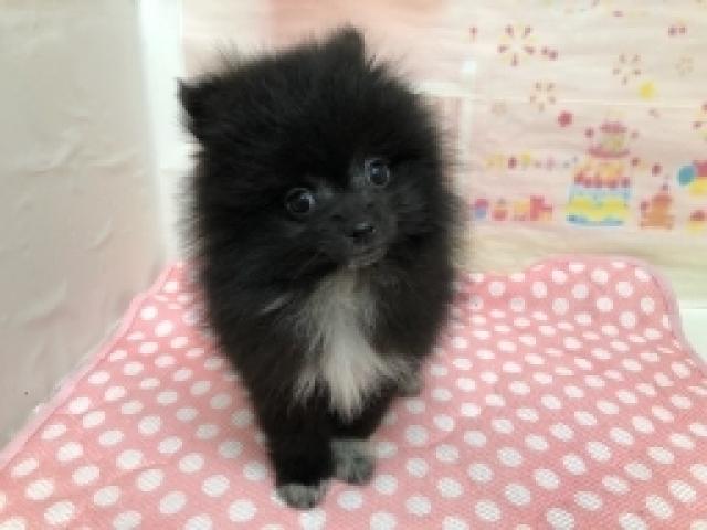 ポメラニアン