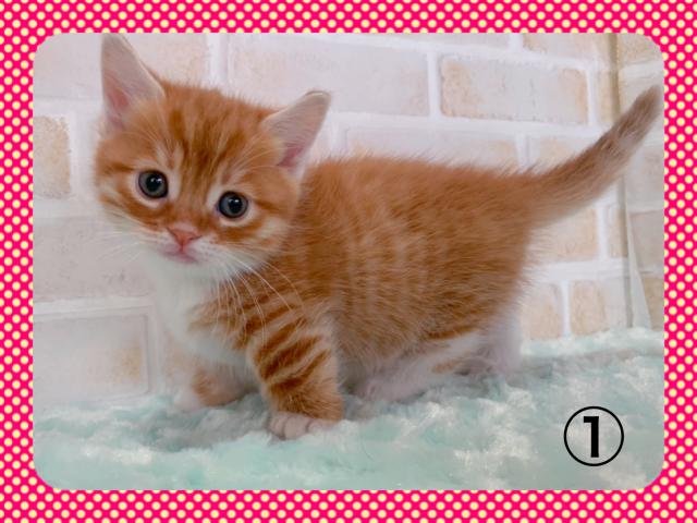 マンチカン短足