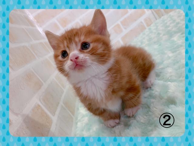 マンチカン短足