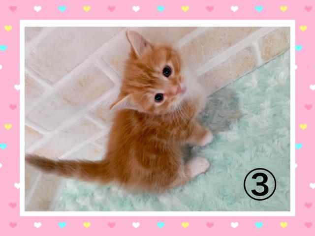 マンチカン短足