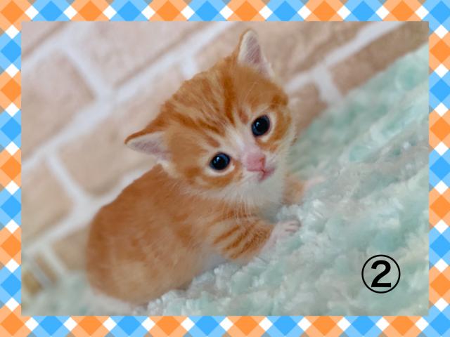 マンチカン短足