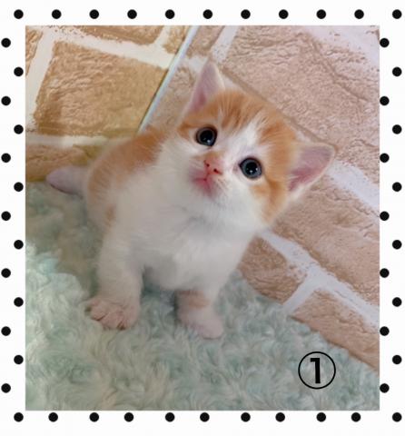 マンチカン短足