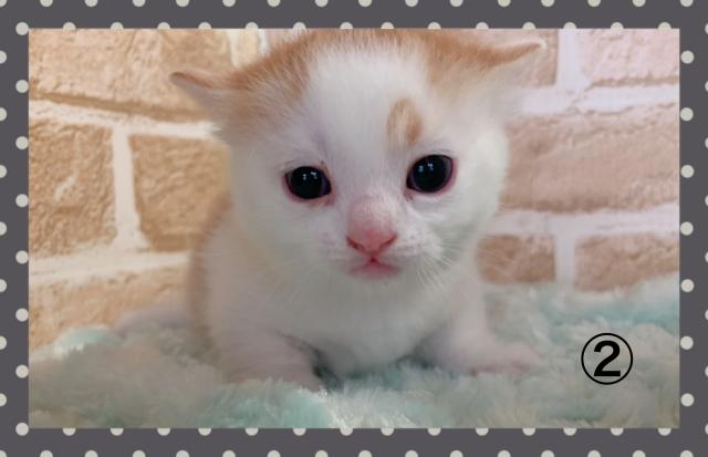 マンチカン短足