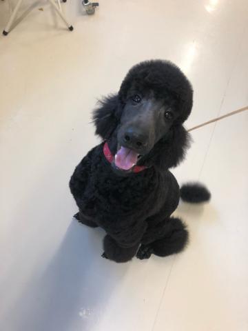 スタンダードプードル