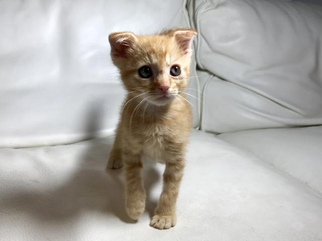 スコティッシュフォールド