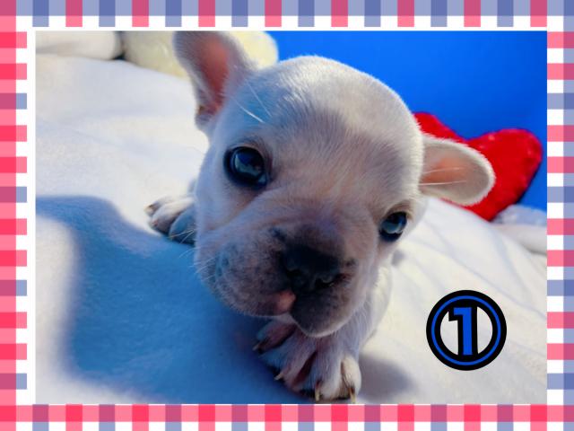 フレンチブルドッグ