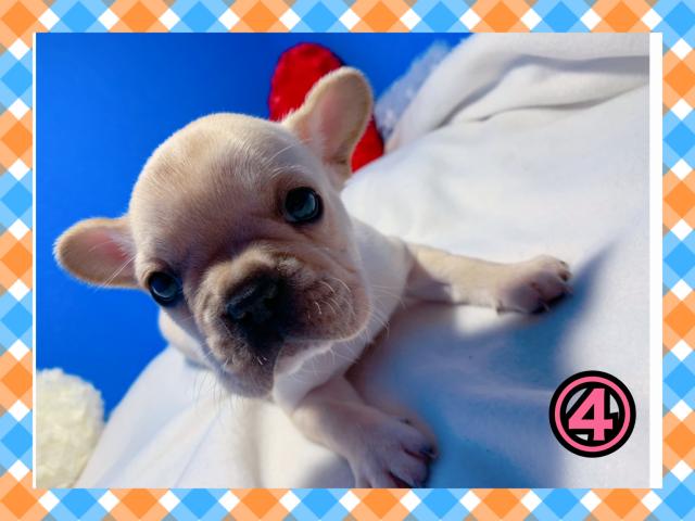 フレンチブルドッグ