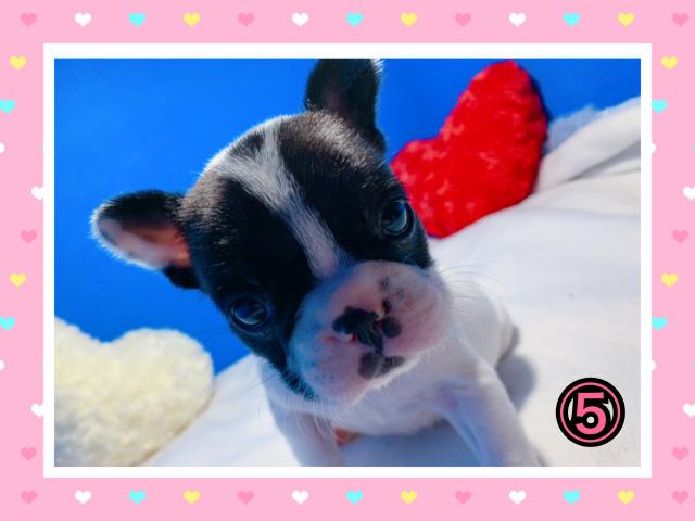 フレンチブルドッグ