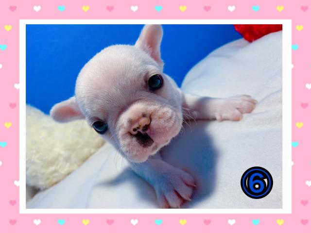 フレンチブルドッグ