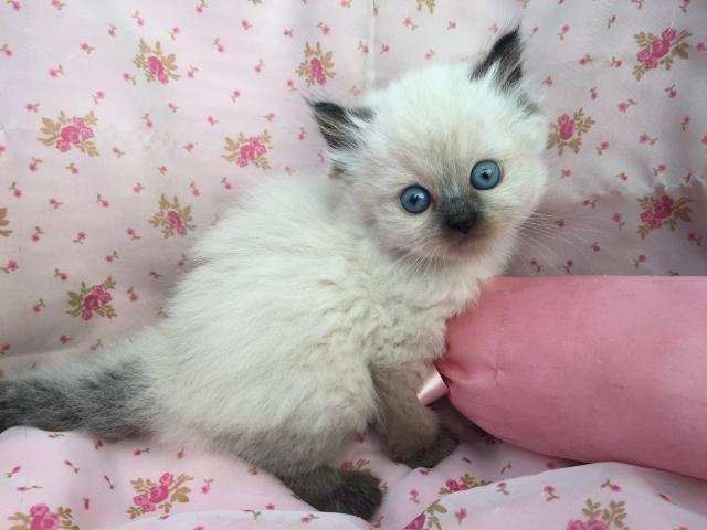 ペルシャ・ヒマラヤン