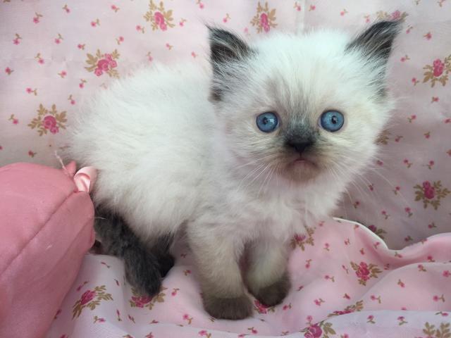 ペルシャ・ヒマラヤン