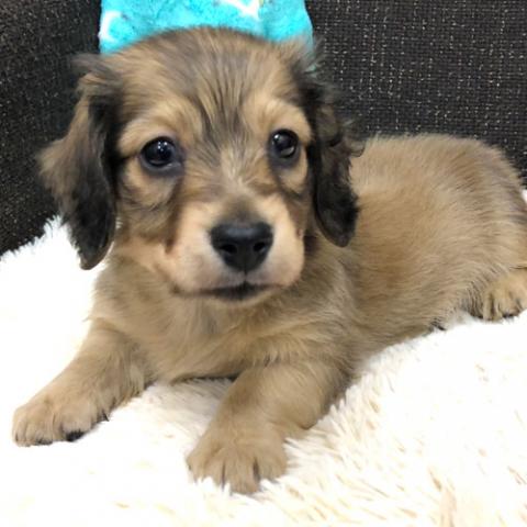 カニンヘンダックスフンド