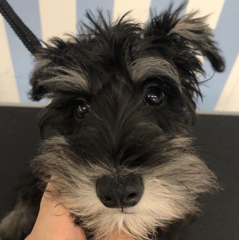 ミニチュアシュナウザー