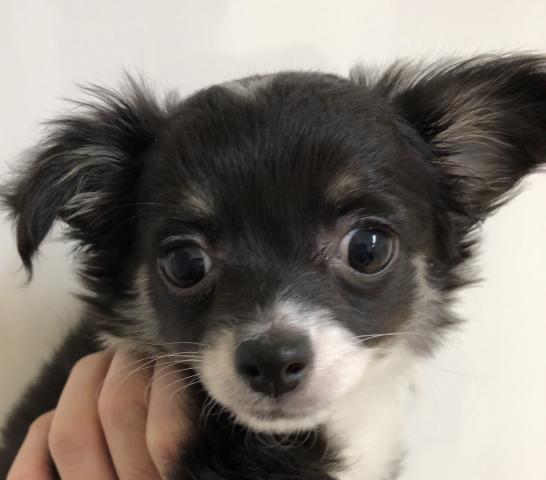 チワワ(ロングコート)