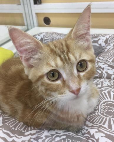 スコティッシュフォールド