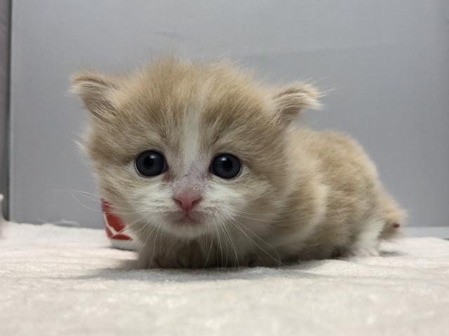 マンチカン短足