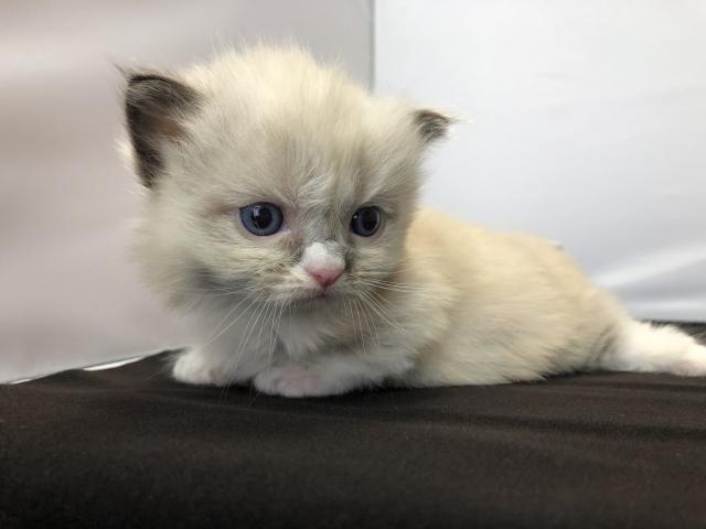 マンチカン短足