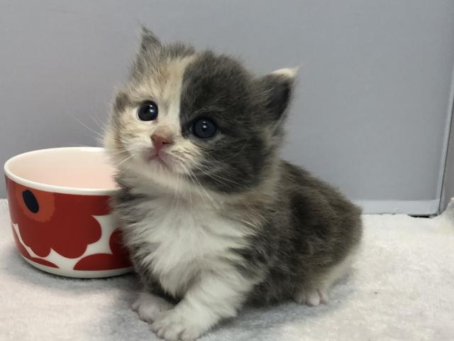 マンチカン短足