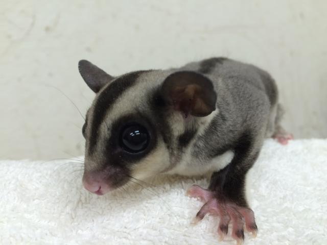 フクロモモンガ