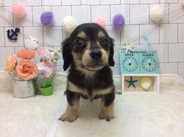 ミニチュアダックスフンド