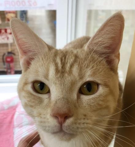 アメリカンショートヘアー