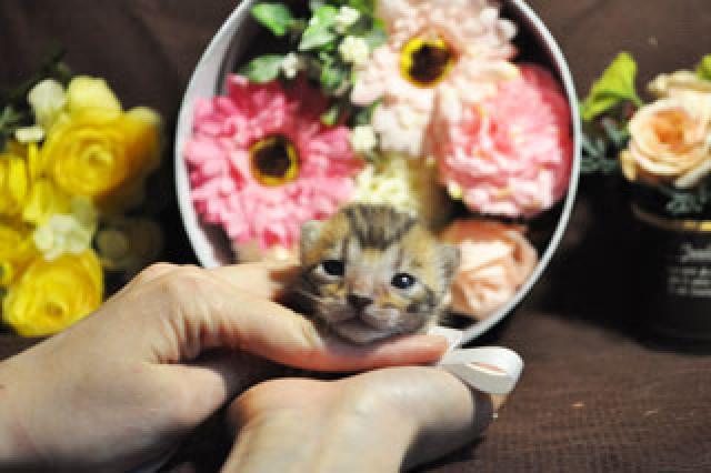 ベンガル