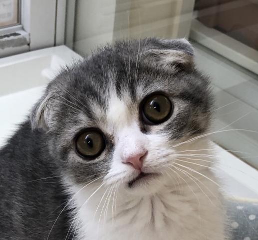 スコティッシュフォールド