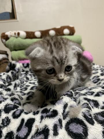 スコティッシュフォールド