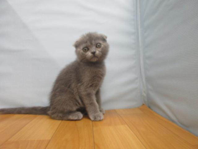 スコティッシュフォールド