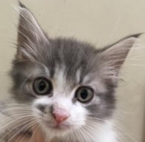 ノルウェージャンフォレストキャット