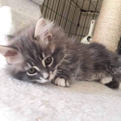 ミヌエット（旧ナポレオン）