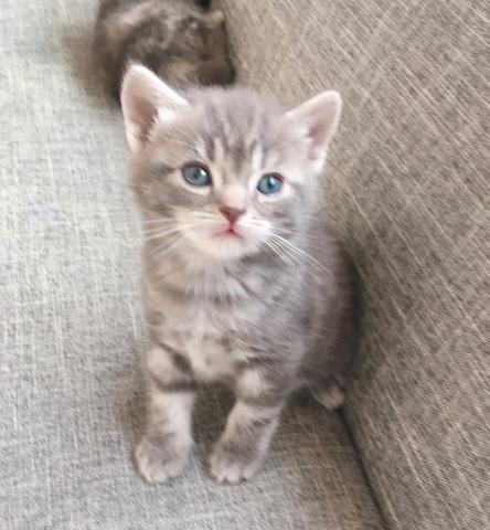 アメリカンショートヘアー 子猫のお店 アンジュ