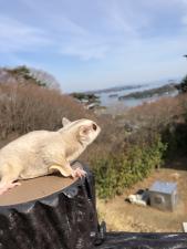 momoりうむ