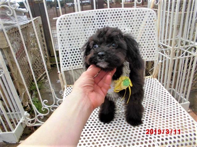 トイプードルプードルタイニー