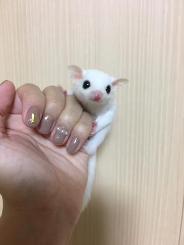 フクロモモンガ・リューシ