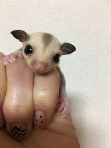 フクロモモンガ・プラチナ