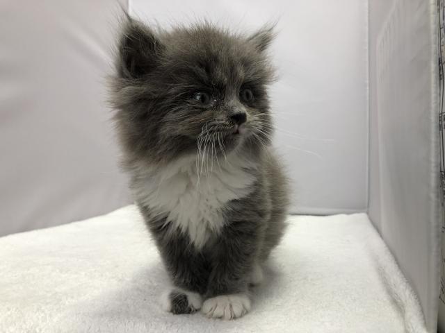 マンチカン長足