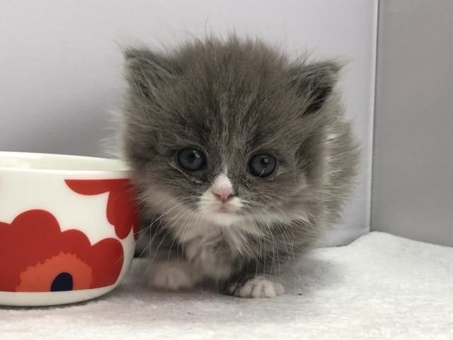 マンチカン短足